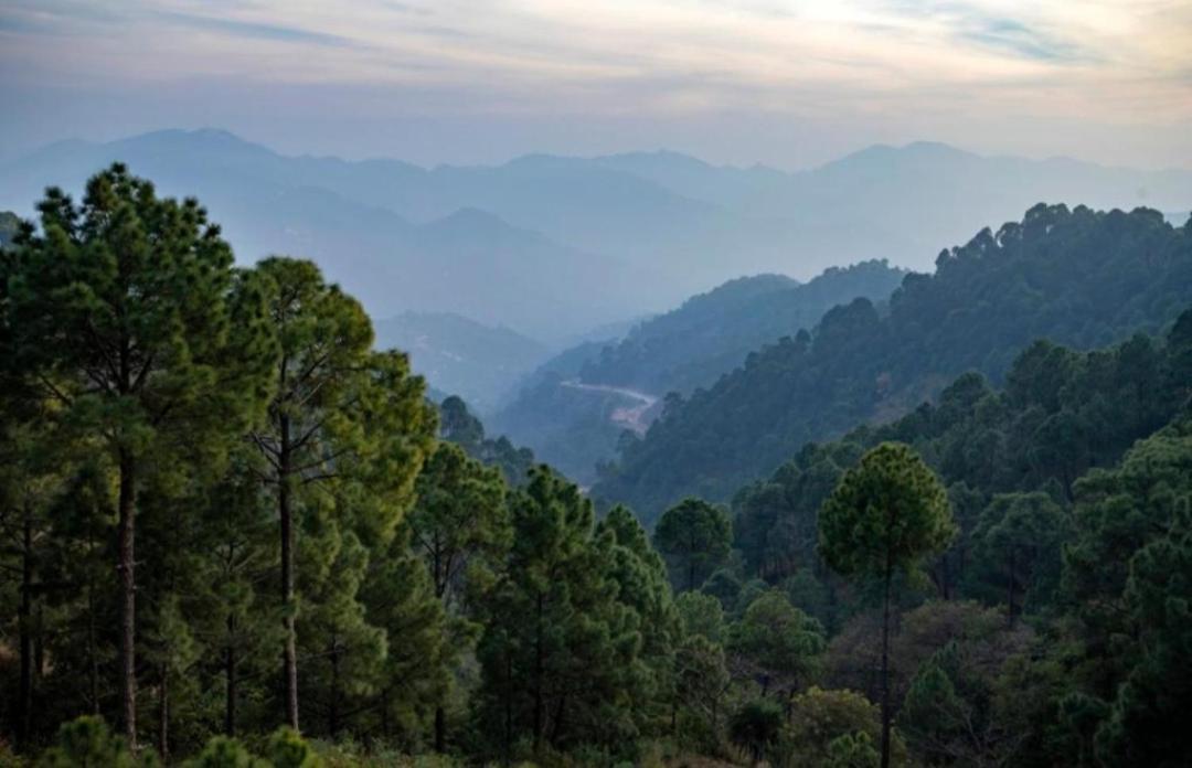 Mystic Forest View Kasauli I Serviced Villa I Best Seller I Vacations I Family Events I Open Air Lawn I Sky Bonfire I Kasauli By Exotic Stays 外观 照片